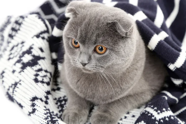 Gatto britannico avvolto in plaid isolato su bianco — Foto Stock