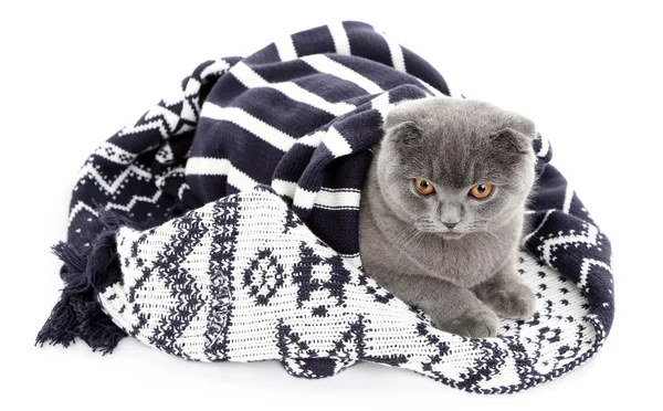 British cat wrapped in plaid isolated on white — Stock Photo, Image
