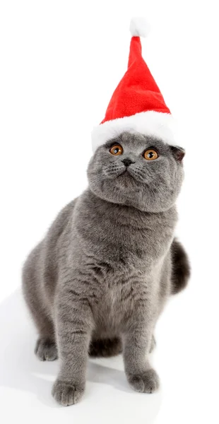 Lovely British cat in Christmas hat isolated on white — Stock Photo, Image