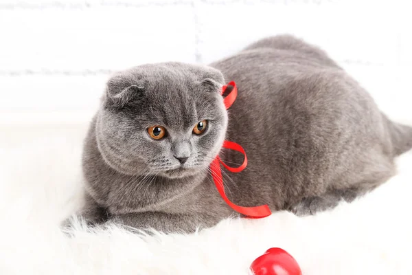 Lovely British short hair cat with hearts and ribbon on fur rug on brick wall background — Stock Photo, Image