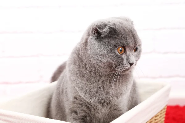 Belo gato britânico — Fotografia de Stock