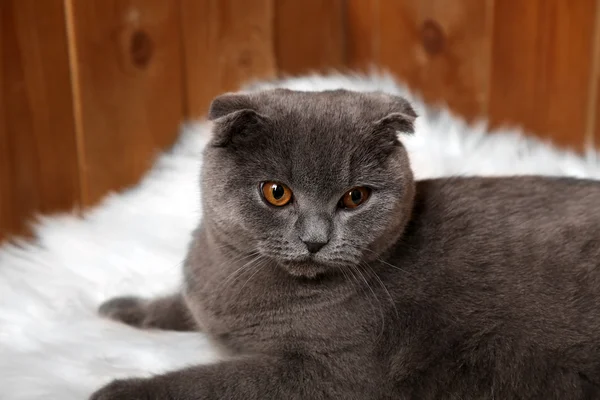 Britische Katze liegt auf Fellteppich auf Holzgrund — Stockfoto