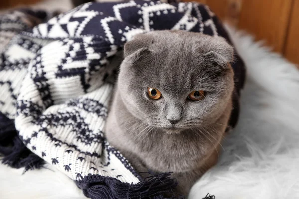 Bello gatto britannico avvolto in plaid su tappeto di pelliccia su sfondo di legno — Foto Stock