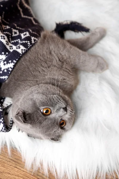 Lovely British cat wrapped in plaid on fur rug on wooden background — Stock Photo, Image