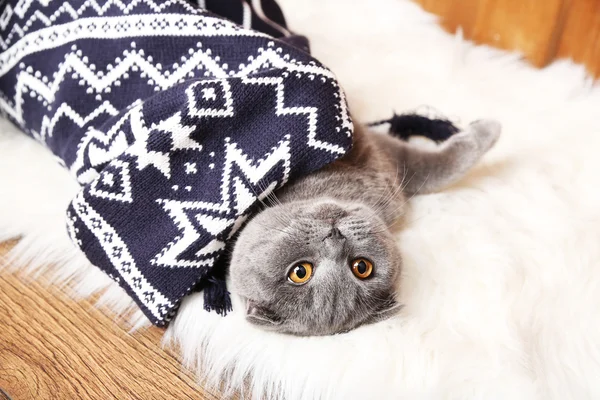 Precioso gato británico envuelto en cuadros sobre alfombra de piel sobre fondo de madera —  Fotos de Stock