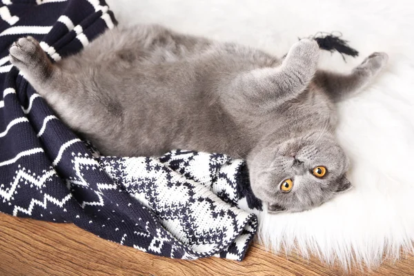 Britse kort haar kat liggen op bont tapijt met plaid op houten achtergrond — Stockfoto