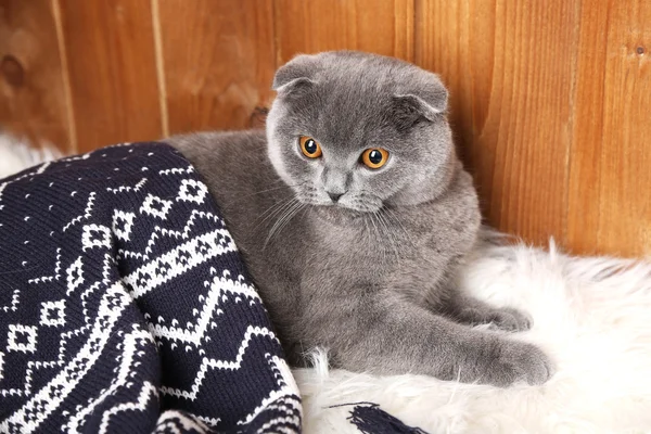 Британская короткошерстная кошка лежит на меховом ковре с клеткой на деревянном фоне — стоковое фото