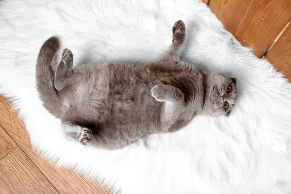 British short hair cat lying on back on fur rug on wooden background — Stock Photo, Image