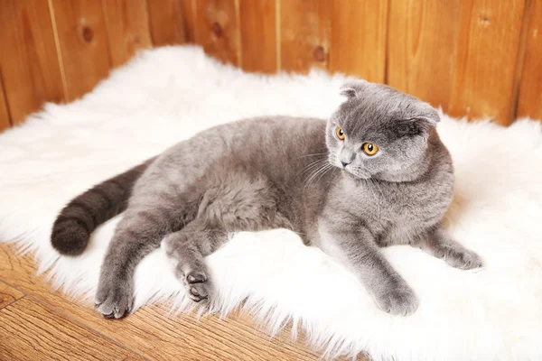 Britse kort haar kat liggen op bont tapijt op houten achtergrond — Stockfoto