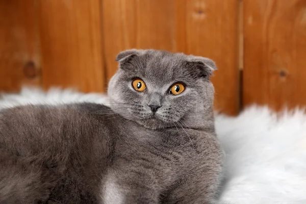 Britannico gatto pelo corto sdraiato su tappeto di pelliccia su sfondo di legno — Foto Stock