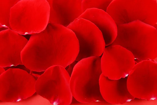 Red rose petals close-up — Stock Photo, Image