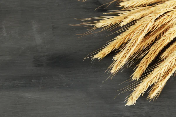 Spikelets of wheat on dark — Stock Photo, Image