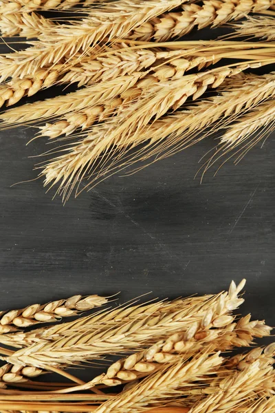 Spikelets of wheat on dark — Stock Photo, Image