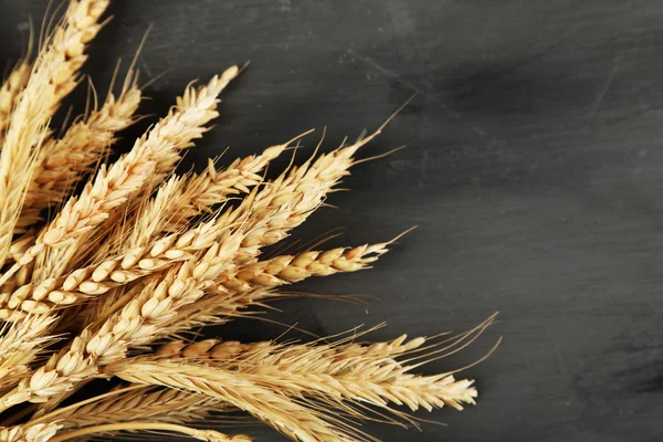 Spikelets of wheat on dark — Stock Photo, Image