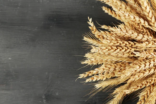 Spikelets of wheat on dark — Stock Photo, Image