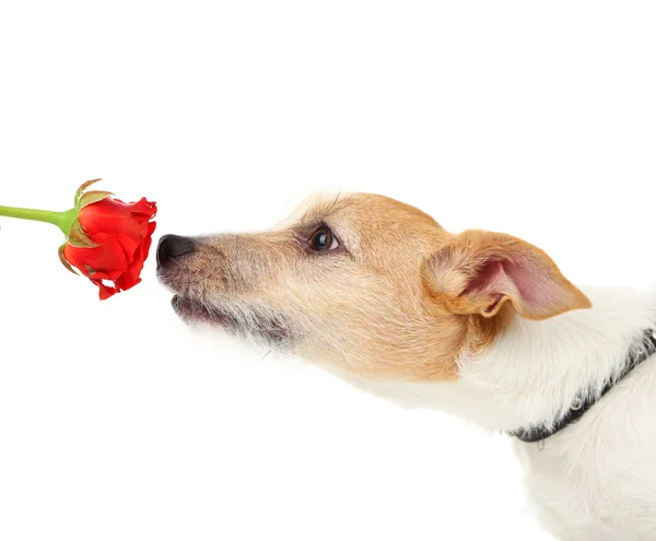 Jack Russell terrier Stock Picture