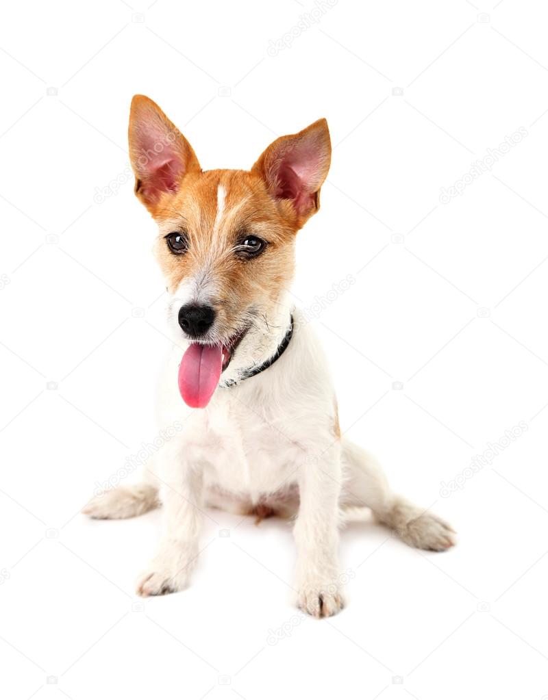 Funny Jack Russell terrier