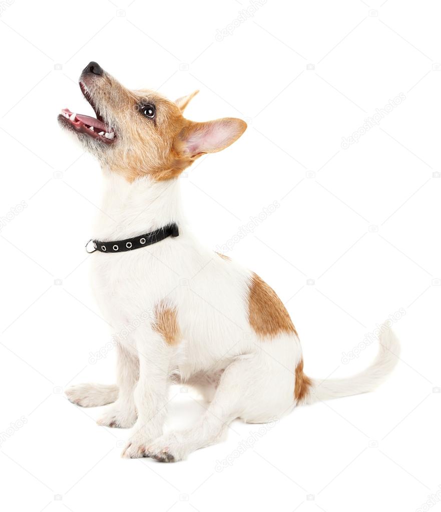 Funny Jack Russell terrier