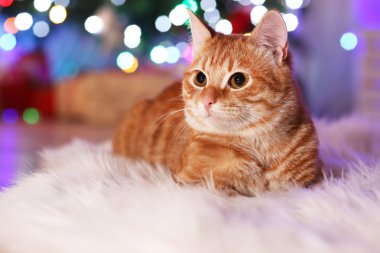 Kırmızı kedi evde Noel zamanında