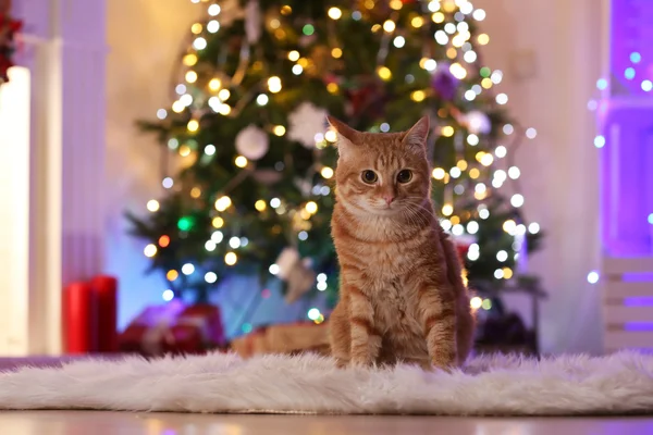 Czerwony kot w domu w czasie świąt Bożego Narodzenia — Zdjęcie stockowe