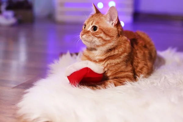 Gato rojo en casa en Navidad — Foto de Stock