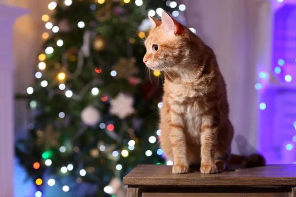 Rode kat thuis in Christmas time — Stockfoto