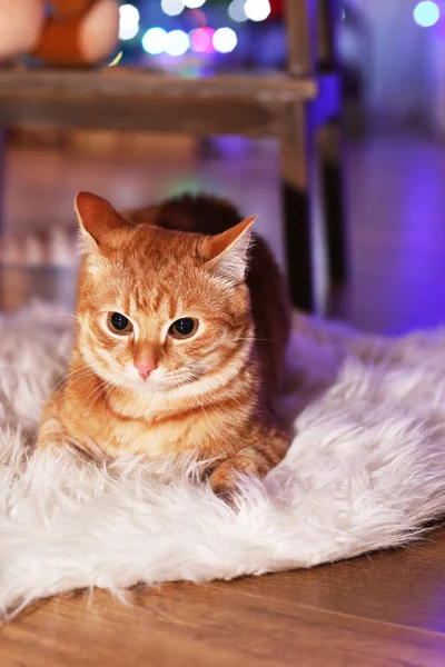 Rød katt hjemme i jula – stockfoto