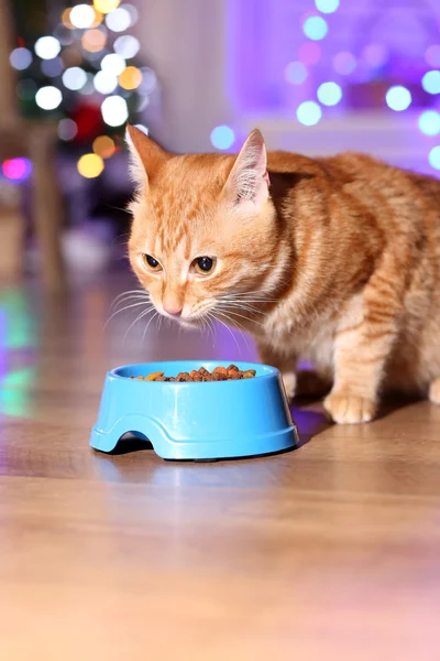 Gato rojo en casa en Navidad — Foto de Stock