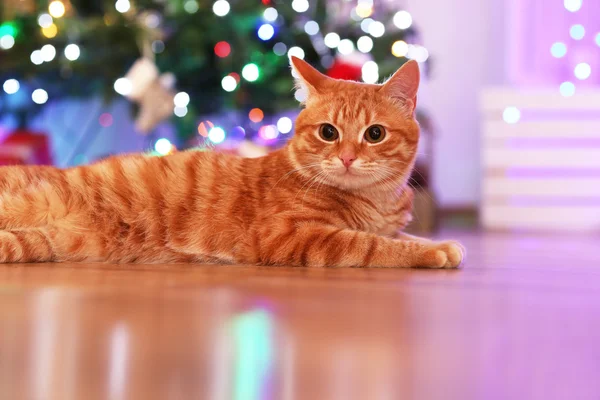 Röd katt hemma i juletid — Stockfoto