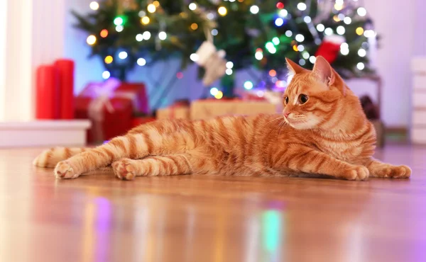 Kırmızı kedi evde Noel zamanında — Stok fotoğraf