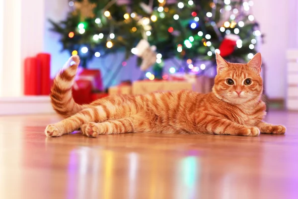 Rode kat thuis in Christmas time — Stockfoto