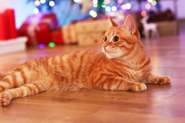 Rode kat thuis in Christmas time — Stockfoto