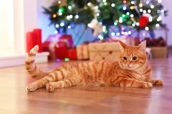 Červená kočka doma v době Vánoc — Stock fotografie