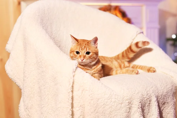 Kırmızı kedi evde Noel zamanında — Stok fotoğraf