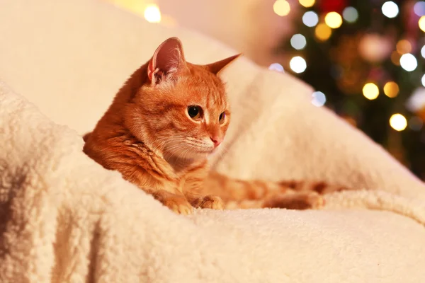Gato vermelho em casa na época do Natal — Fotografia de Stock