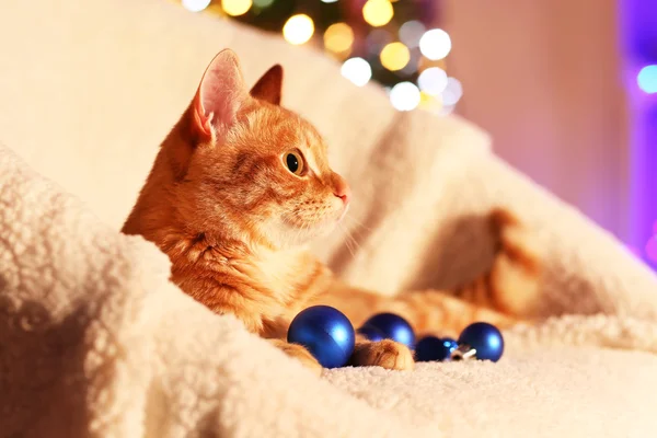 Röd katt hemma i juletid — Stockfoto