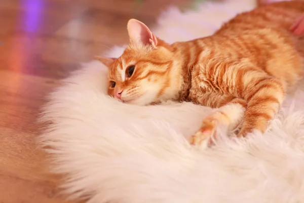 Gato rojo en casa en Navidad — Foto de Stock