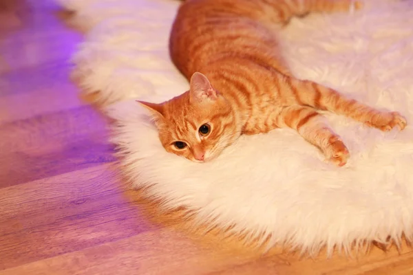 Gato vermelho em casa na época do Natal — Fotografia de Stock