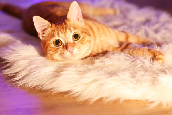 Gato rojo en casa en Navidad — Foto de Stock