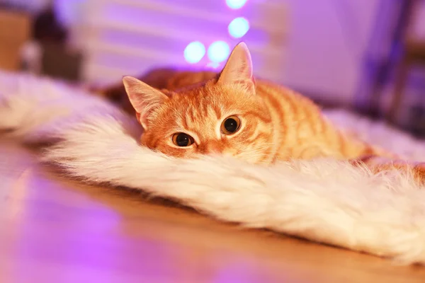 Gato vermelho em casa na época do Natal — Fotografia de Stock