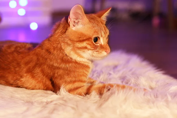 Rote Katze zu Hause in der Weihnachtszeit — Stockfoto