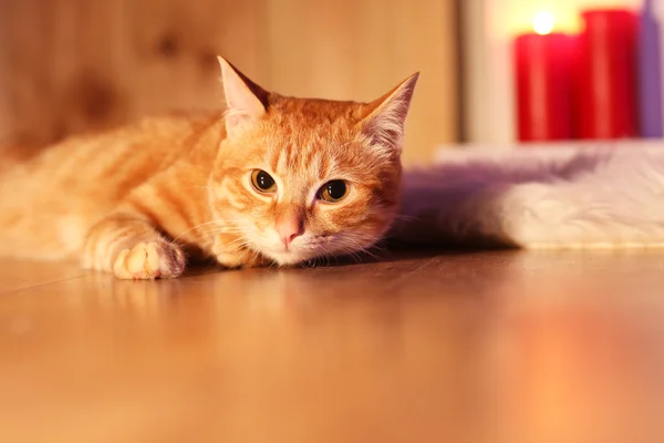 Rote Katze zu Hause in der Weihnachtszeit — Stockfoto