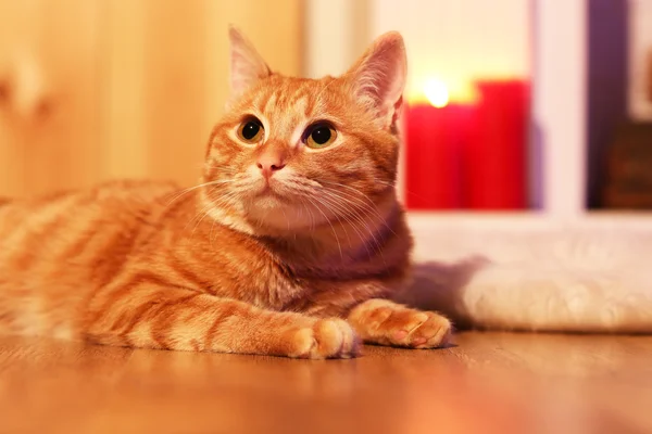 Gato vermelho em casa na época do Natal — Fotografia de Stock