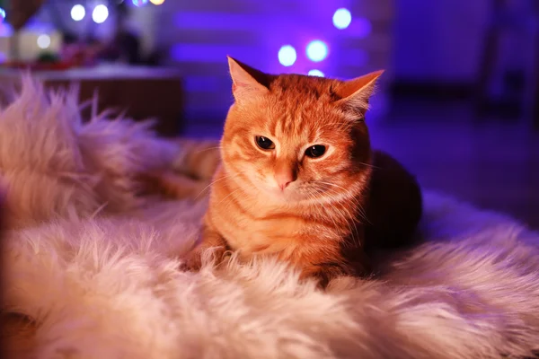 Gato vermelho em casa na época do Natal — Fotografia de Stock