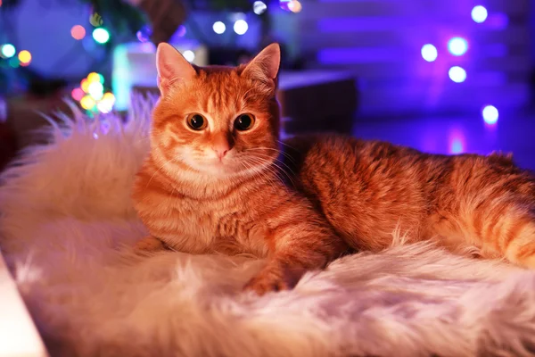 Gato vermelho em casa na época do Natal — Fotografia de Stock