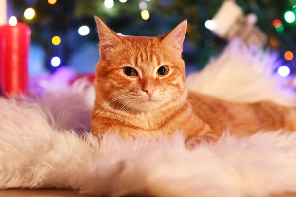 Κόκκινο γάτα στο σπίτι στο χρόνο Χριστουγέννων — Φωτογραφία Αρχείου