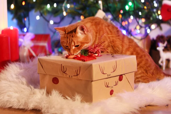 Κόκκινο γάτα με χριστουγεννιάτικο δώρο — Φωτογραφία Αρχείου