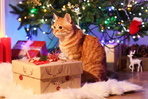 Gato vermelho com presente de Natal — Fotografia de Stock