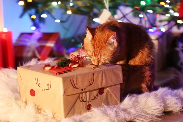 Gato rojo con regalo de Navidad — Foto de Stock