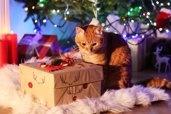 Gato vermelho com presente de Natal — Fotografia de Stock